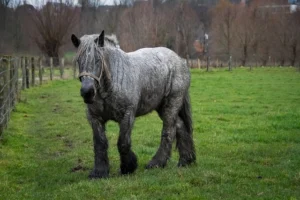 Read more about the article 168 Belgian Draft Horse Names